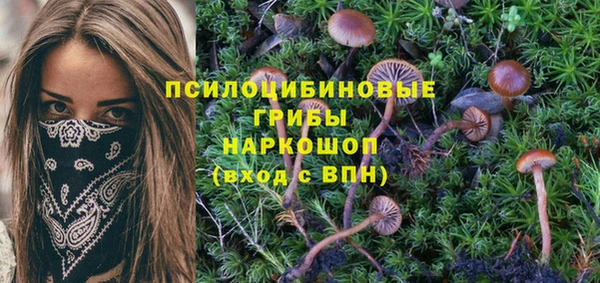 стаф Вязьма