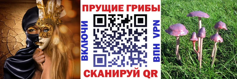 маркетплейс какой сайт  Пятигорск  мега ТОР  Псилоцибиновые грибы Psilocybine cubensis  закладки 